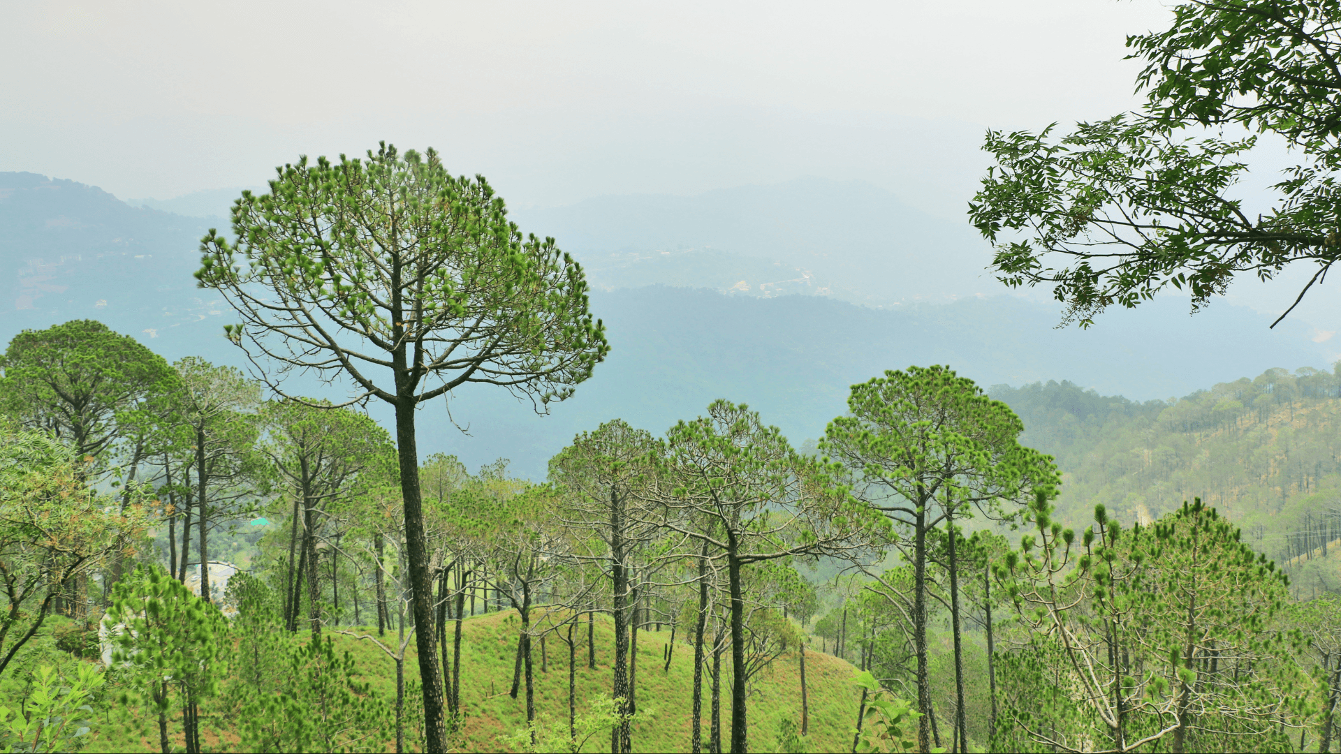 Scenic view of Kasauli